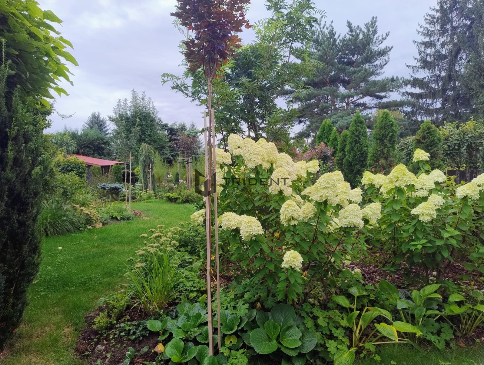 Ділянка Продаж Walendów 24